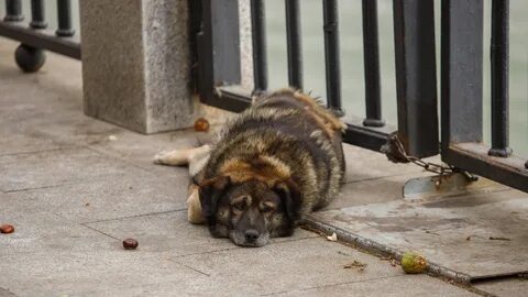Собака причинила вред здоровью