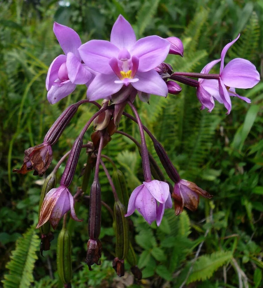 Unique plants. Орхидеи Исланд. Камышовая Орхидея. Орхидея остролистная. Дикая Орхидея растение.