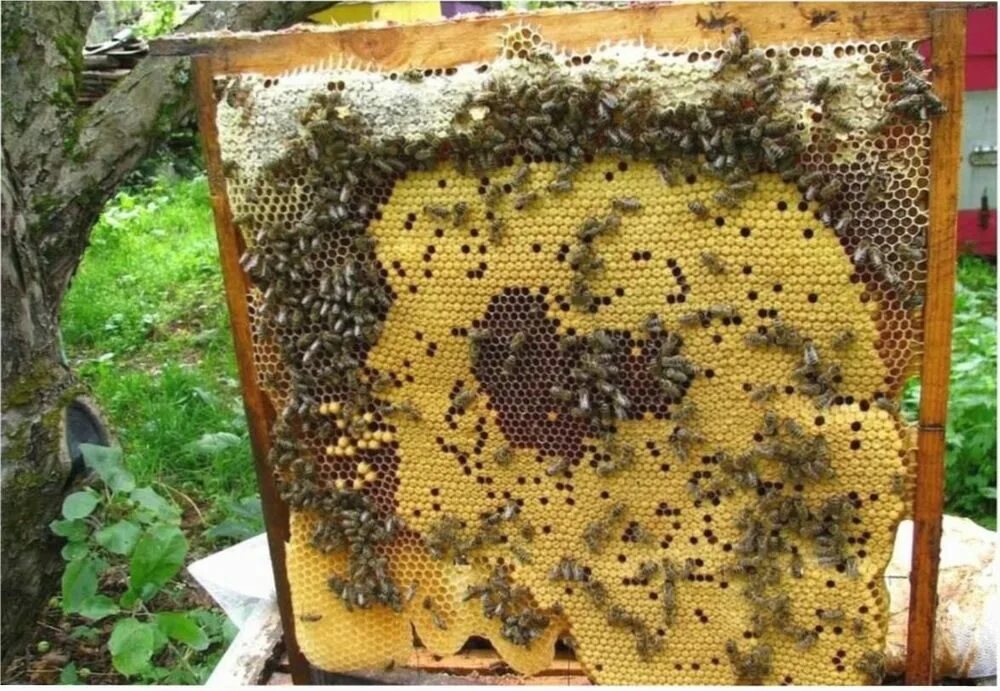 Купить семью пчел. Пчелиный расплод в улье. Застуженный расплод пчел. Расплод шмелей. Роение пчел схема.