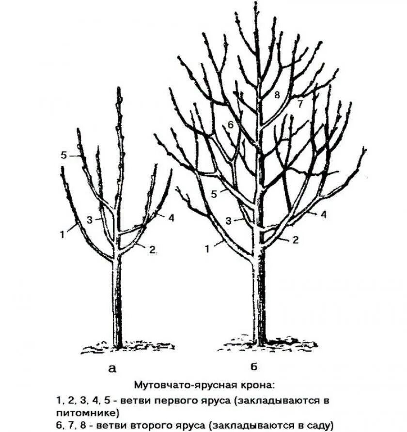 Обрезают ли сливу. Схема обрезки яблони весной. Обрезка яблони весной схема. Схема обрезки плодовых деревьев весной. Формировка кроны яблони.