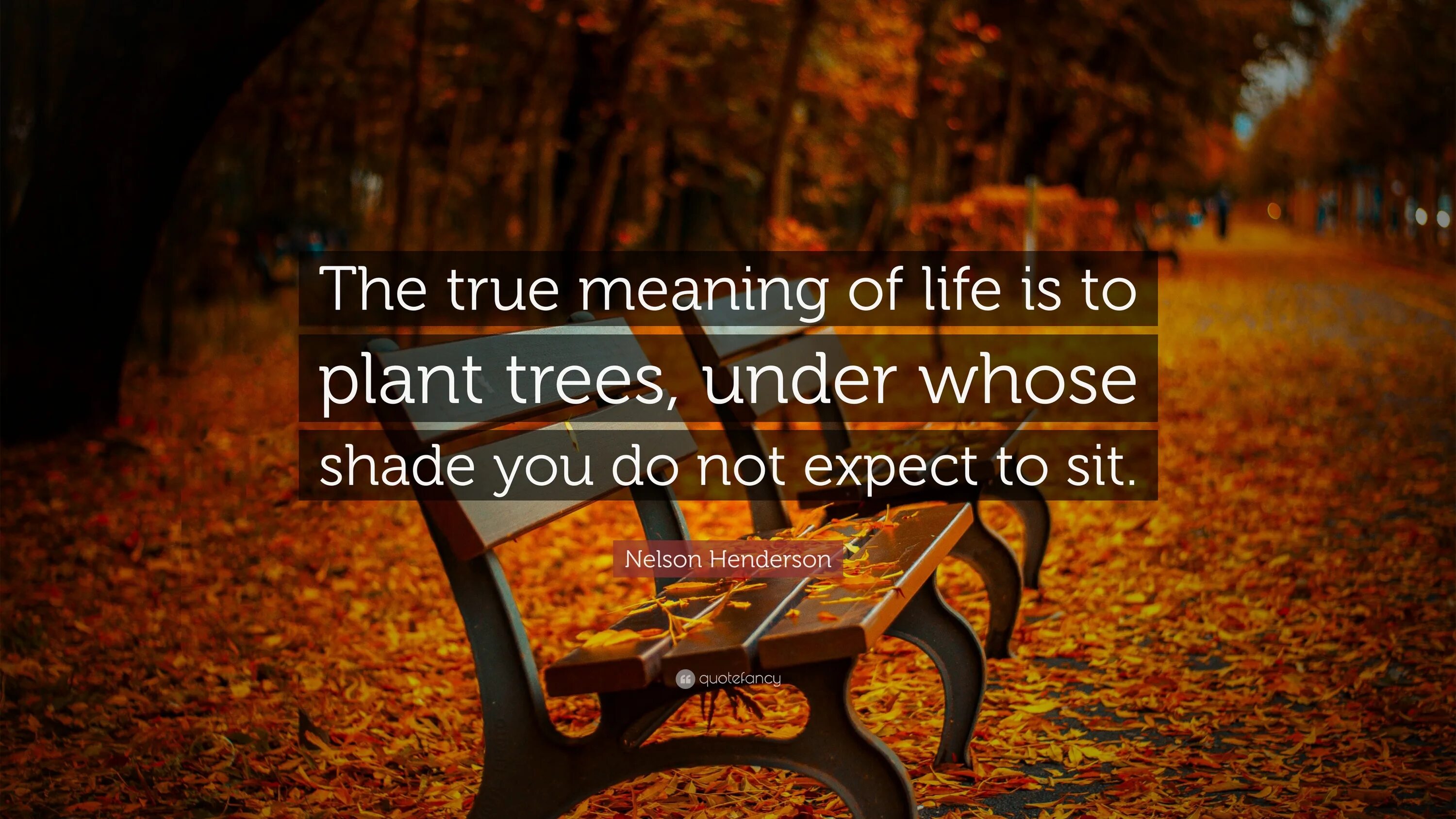 Them of life meaning of. The longing Shade. The best time to Plant a Tree quote. The Loneliest people quote. Quotefancy.