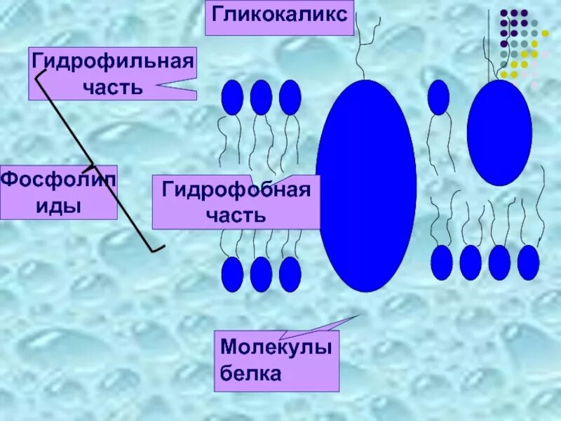 Гидрофобная часть фосфолипида на рисунке