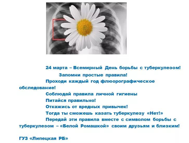 Всемирный день туберкулеза презентация. Профилактика туберкулеза белая Ромашка. Символ Ромашка день борьбы с туберкулезом. Ромашка профилактика туберкулеза. Белая ромашки борьба с туберкулезом.