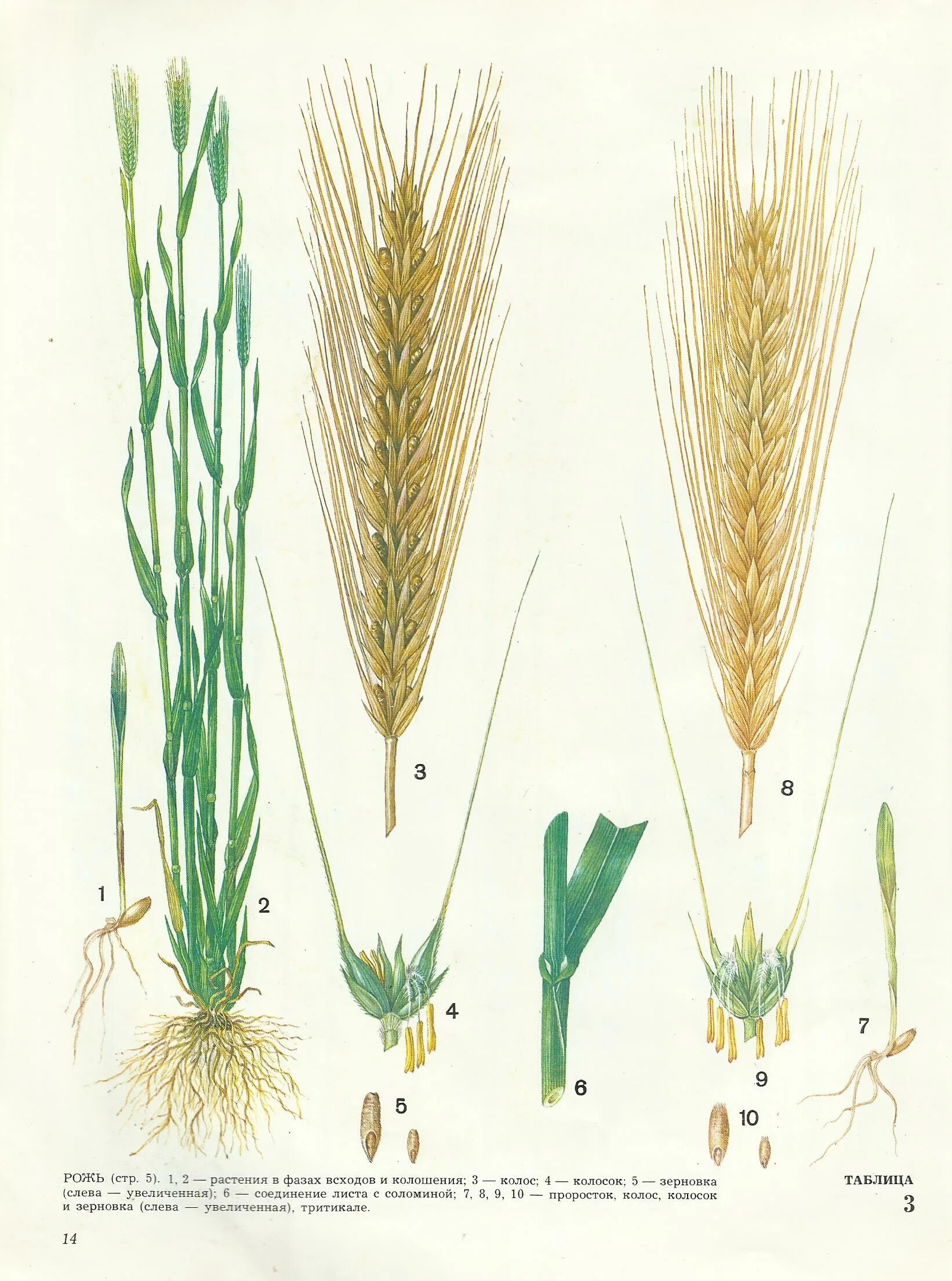 Название стебля злаков. Строение Колоса озимой пшеницы. Строение колоска тритикале. Строение Колоса Яровой пшеницы. Строение озимой ржи.