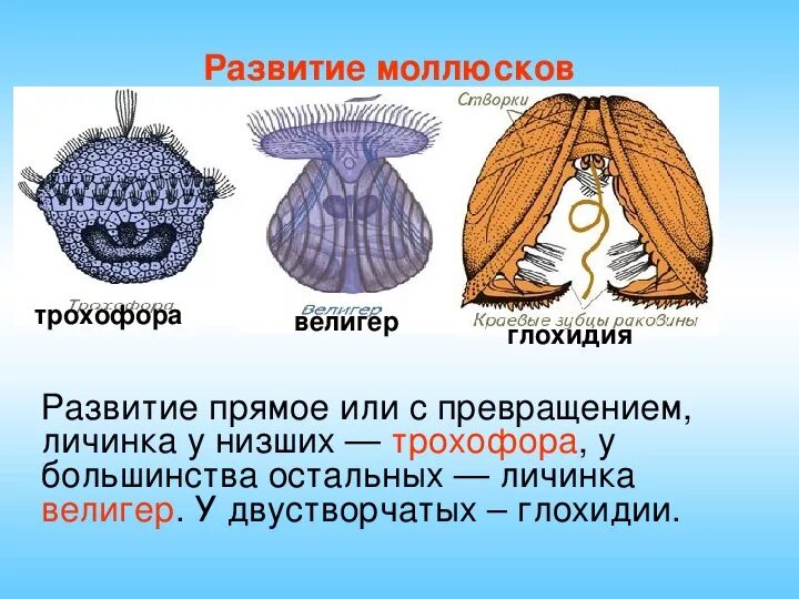 Размножение двустворчатых моллюсков схема. Прямая асимметрия двустворчатые. Беззубка моллюск глохидий. Прямая асимметрия двустворчатые. Строение ракушки перловицы.