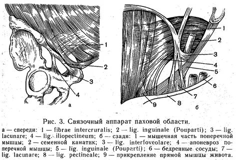 Нижняя стенка пахового канала образована
