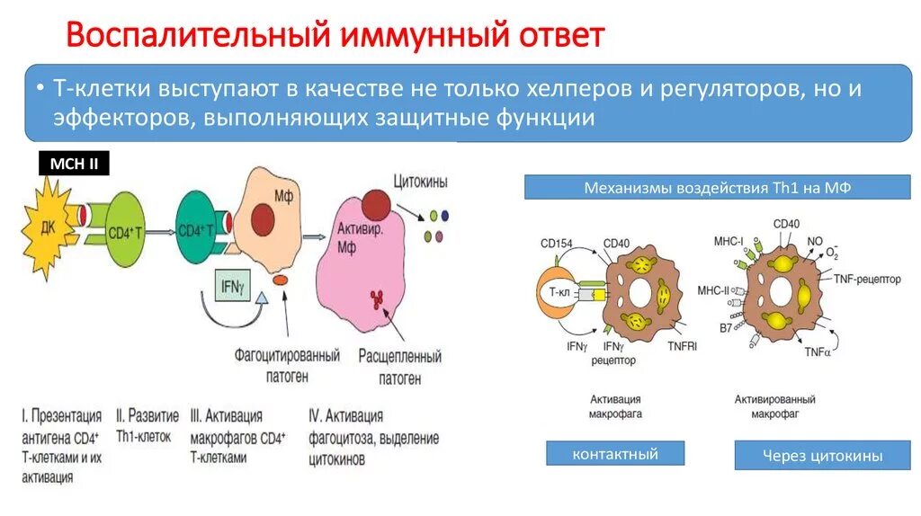 Схема формирования цитотоксического иммунного ответа. Схема клеточного иммунного ответа воспалительного типа. Клеточный воспалительный механизм иммунного ответа. Схема клеточного иммунного ответа иммунология.