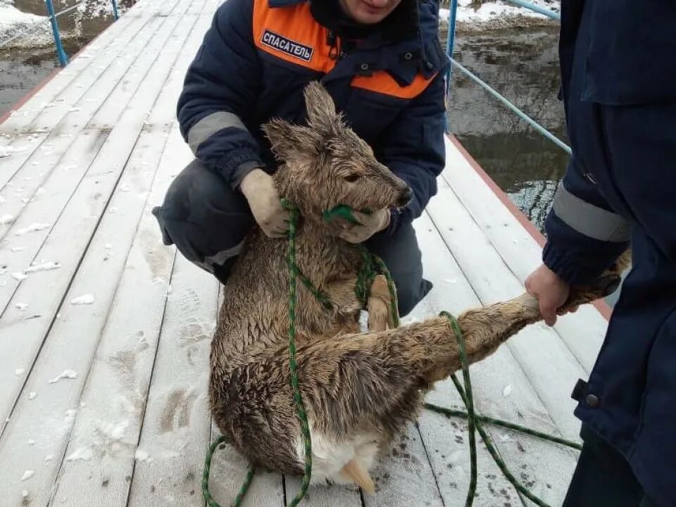 Заметивший зверя. Бревно спасательный. Косуля плывет.