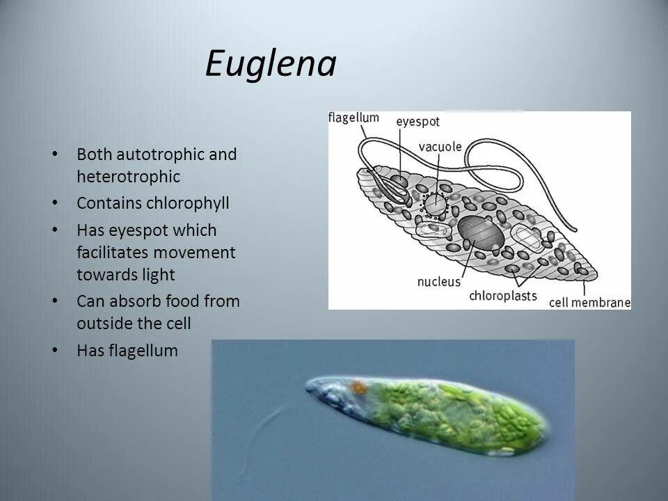 Эвглена зеленая. Питание эвглены. Енглена зеленаяхлорофил. Эвглена зеленая строение рисунок.