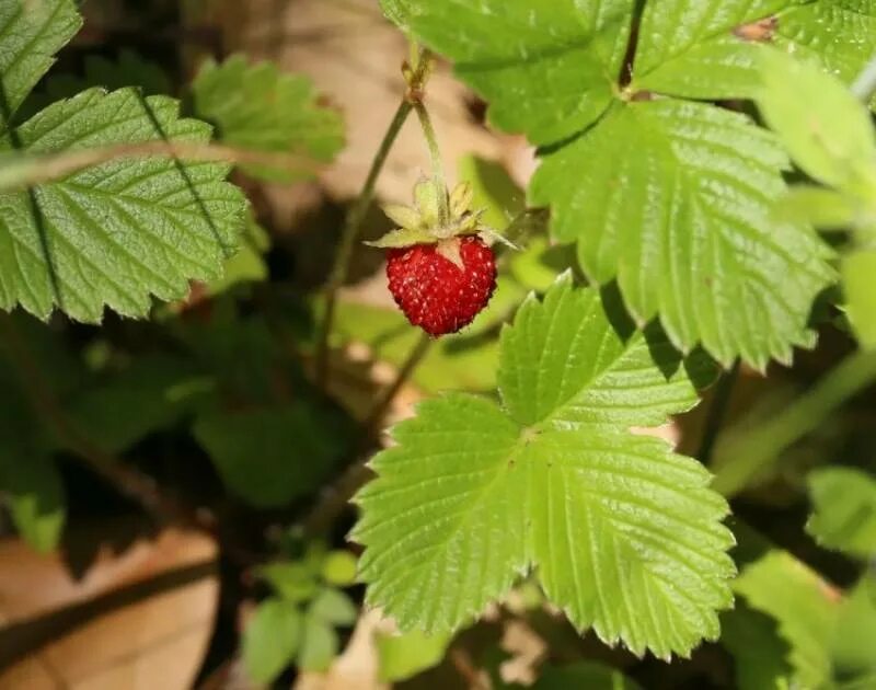 Земляника лесная. Что полезного в клубнике. Листья лесной клубники. Хранение земляники лесной. Земляника полезные свойства и противопоказания.