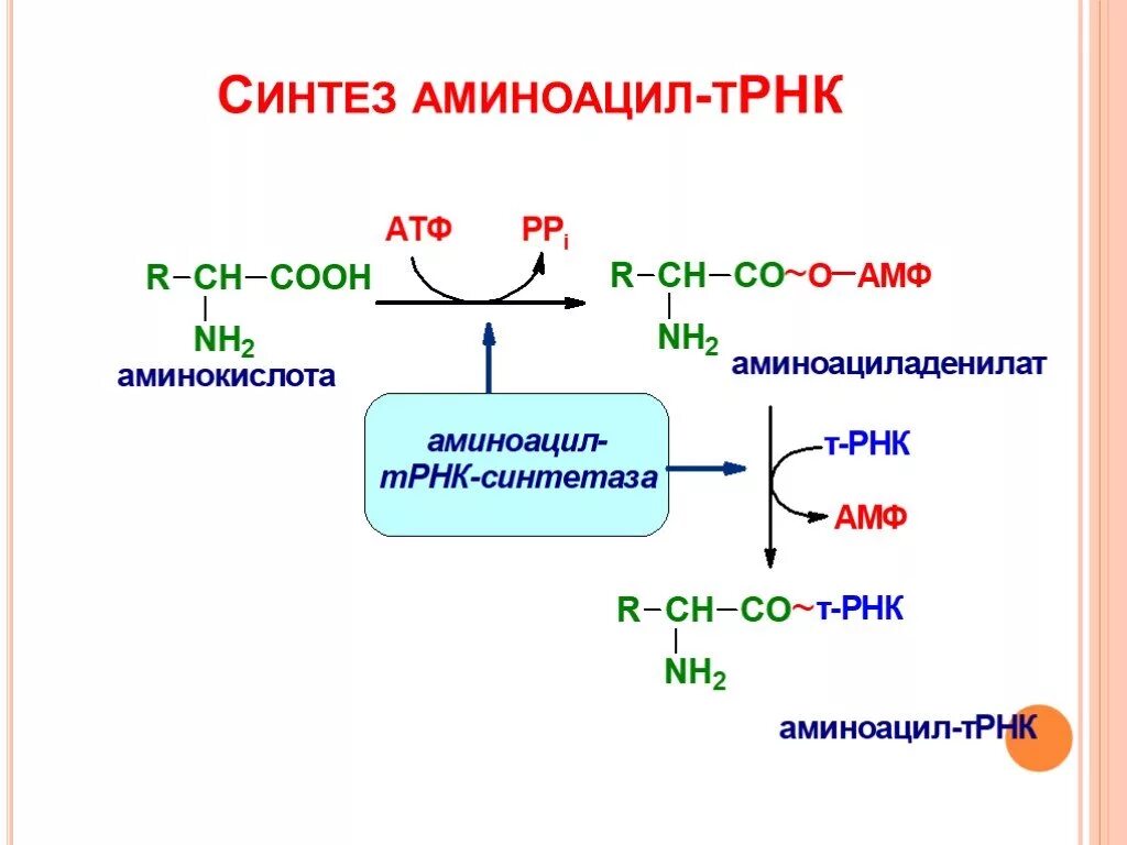 Трансляция атф. Реакция образования аминоацил-ТРНК. Активация аминокислот, образование аминоацил-т-РНК.. Синтез аминоацил-ТРНК. Синтез аминоацил-ТРНК биохимия.