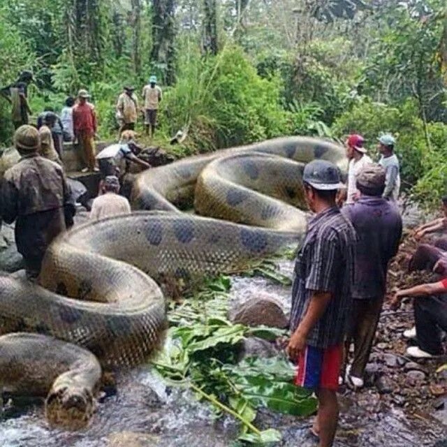 Как выглядит самая огромная змея Dad keeps 18ft python in his three-bedroom semi Metro News