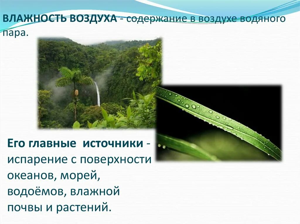 Влажность не является важным фактором для растений. Влажность воздуха. влажность воздуха презентация. презентация на тему влажность воздуха. влажные растения.