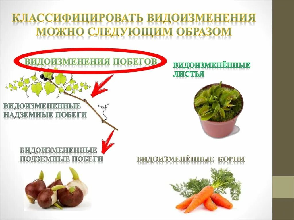 Видоизмененные листья и корни. Видоизменения надземных побегов.