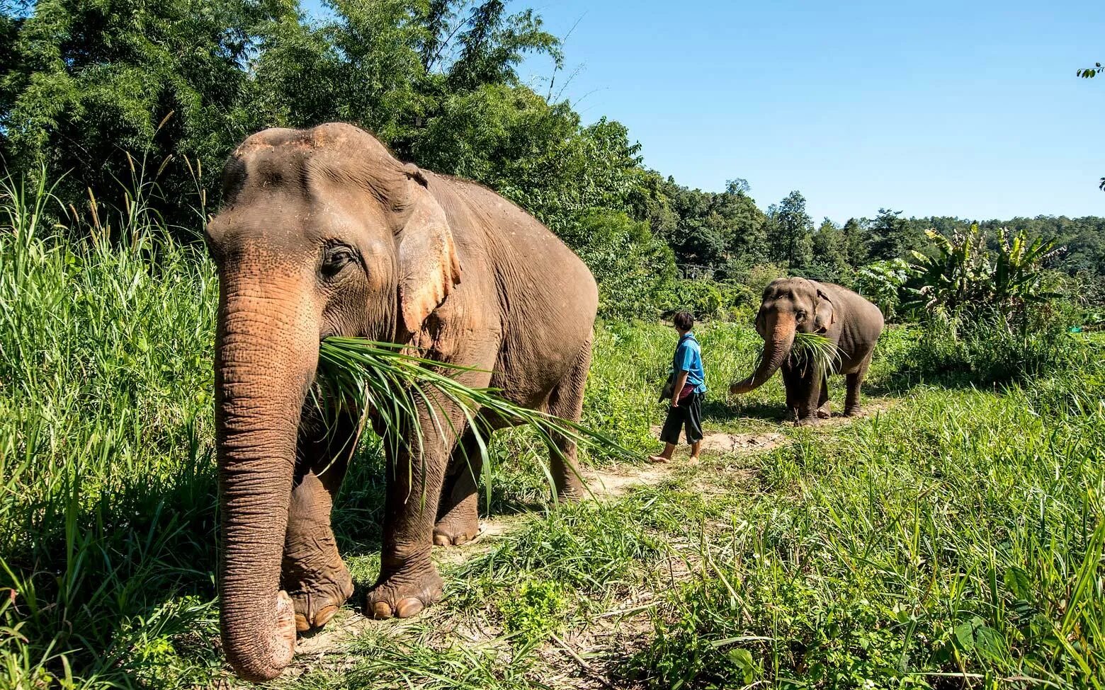 Слон работает. Таиланд слоновий парк. парк слонов чиангмай. elephant nature park тайланд. слоновья ферма пхукет.