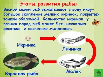 Развитие рыбы 3 класс окружающий мир