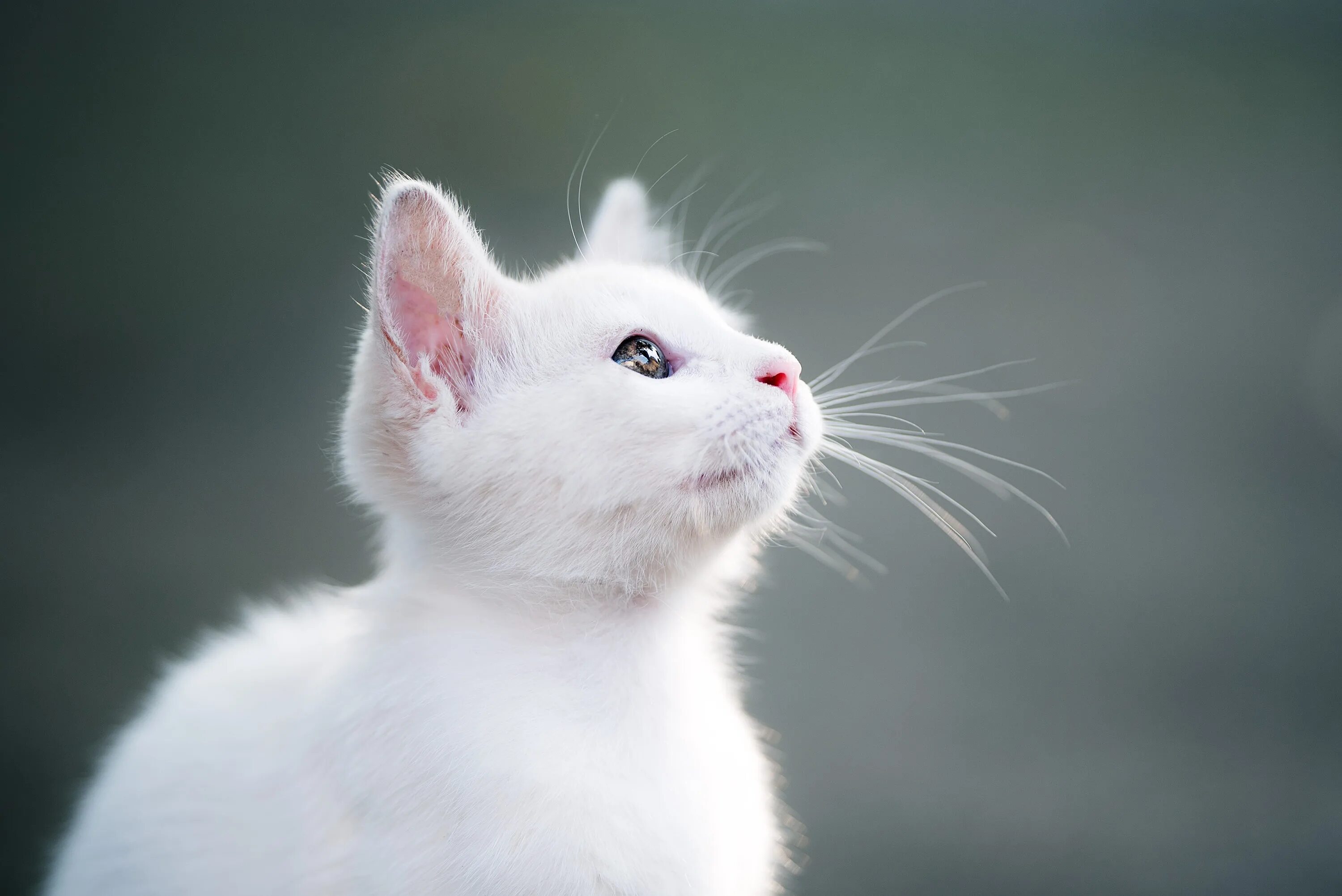 Белые кошечки картинки. Кошка белая. Беленький котенок. Белый котик. Милые белые котики.