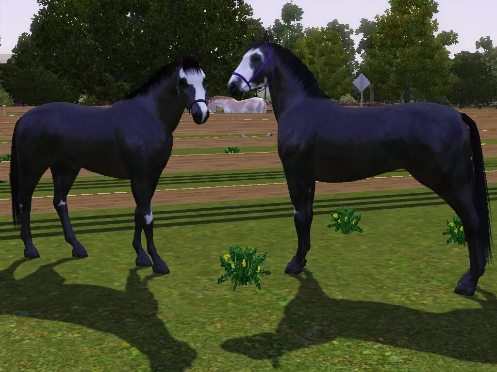 Мод лошади симс. Sims 3 лошади. симс 3 лошади скрещивание. симс 3 жеребята. шайр лошадь симс 4.