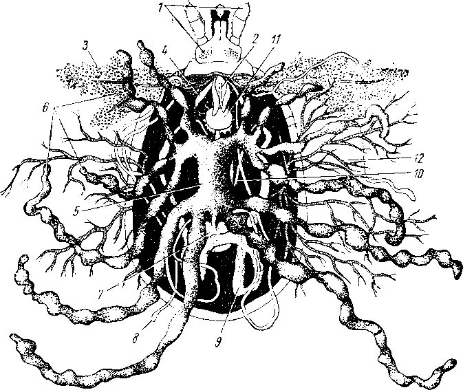Кровеносная система членистоногих. Класс паукообразные пищеварительная система. Кровеносная система клещей. Кровеносная система клещей. Строение клеща внутренне.