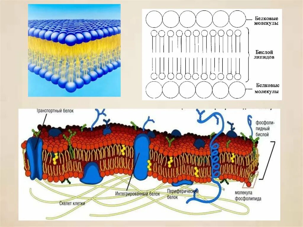 Транспорт клеточной мембраны. Схема строения биологической мембраны. Транспортные системы клеточной мембраны. Строение мембраны транспорт веществ.