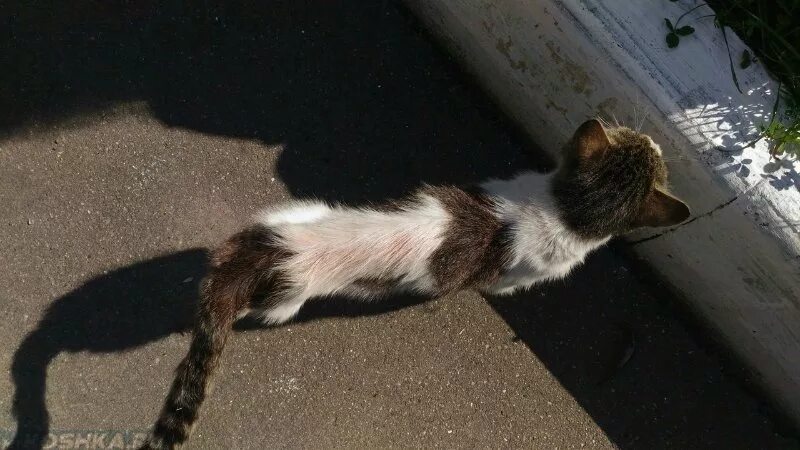 Кот худой не поправляется. Худой кот. худая кошка. тощий котенок.