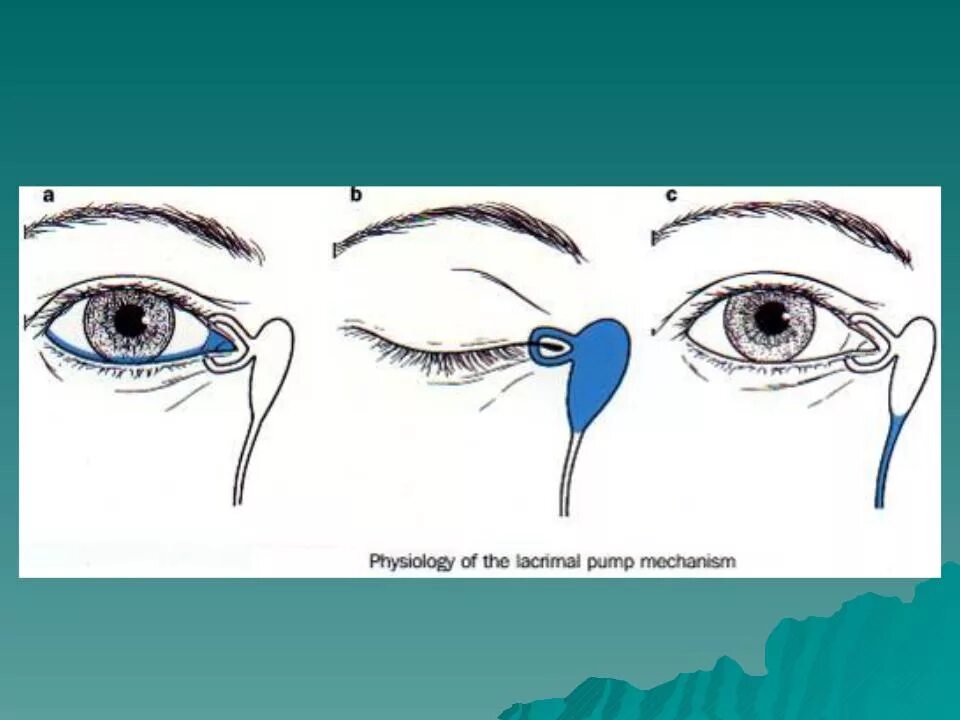 Анатомия дакриоцистит. Слезоотводящие пути строение. Механизм слезоотведения. Схема строения слезной системы.