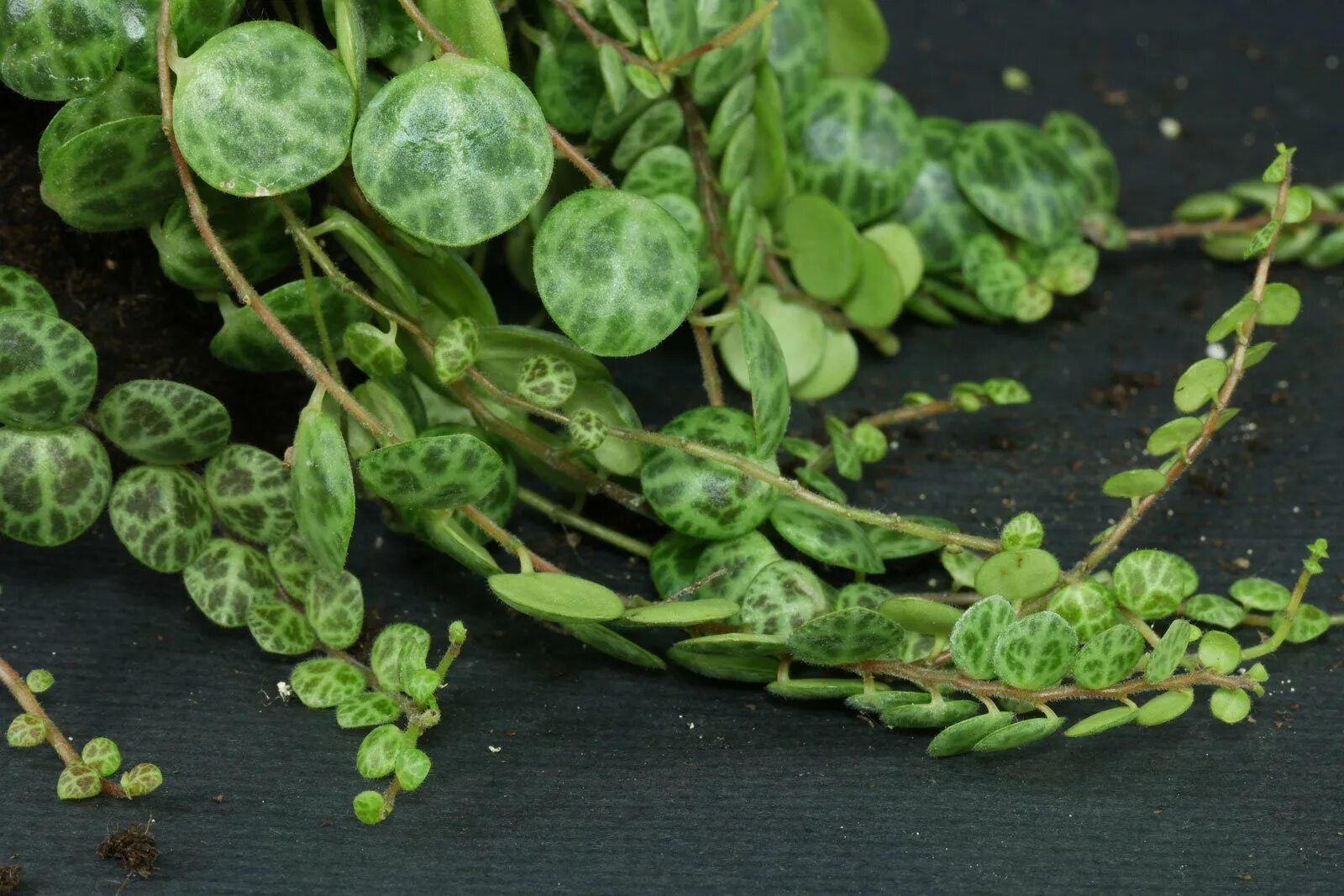 Пеперомия прострата. Пеперомия ползучая peperomia serpens. пеперомия аксиларис. пеперомия бразилия. пеперомия суккулентная hederaelofolia.