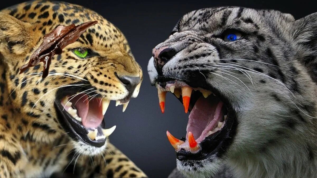 Гепард леопард Ягуар снежный Барс. Тигр леопард гепард Ягуар. Ирбис тигр Лев леопард и Ягуар. Гепард , леопард , Ягуар и Барс.
