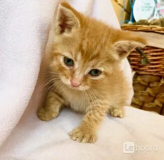 Рыжий котенок в добрые