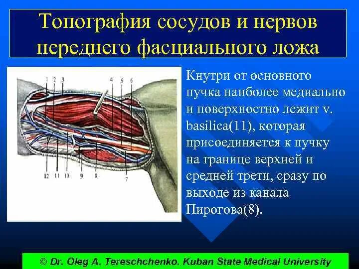 Что такое сосудистые пучки какую. Топография сосудов и нервов переднего фасциального ложа. Топографическая анатомия верхней конечности артерии нервы. Топография сосудов и нервов плеча. Переднее фасциальное ложе плеча.