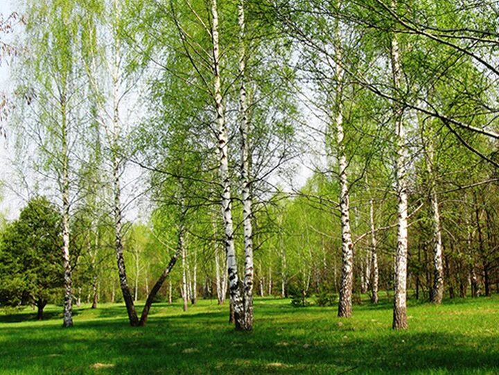 Русская береза весной. Березовая роща Самара. Березовая роща Сергиев Посад. Березовые Рощи на Алтае. Берёзовая роща в Ростовской области.