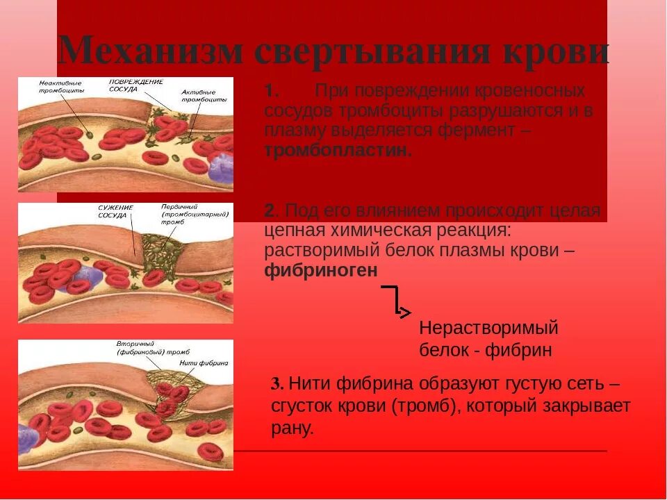 Тромбоциты механизм свертывания крови. Образование тромба механизм тромбоцитов. Тромбоциты свертывание крови. Тромбоциты процесс свертывания крови. Кровяной тромб