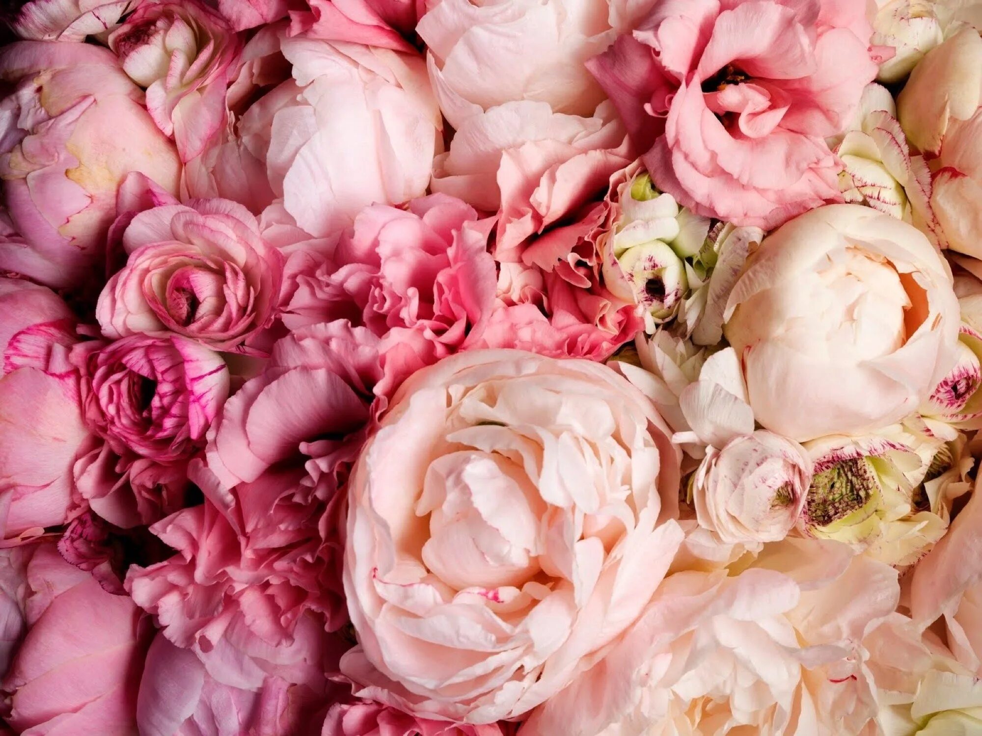 Обои на телефон красивые пионы. Пиони пинк (peony pink). нюдовые пионы. пудровые пионы.