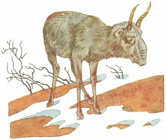 Лошадиная аскарида северный олень шмель луговой сайгак. Картина сайгака. сайгак рисунок. рисунок сайгак в степи. сайгачонок рисунок.
