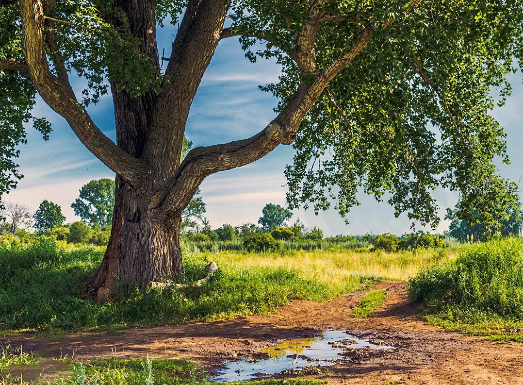 старый осокорем