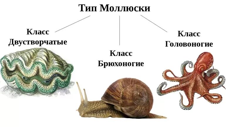 Тип моллюски брюхоногие двустворчатые головоногие. Брюхоногие моллюски и двустворчатые моллюски. брюхоногие двустворчатые головоногие. двухстворчатые и брюхоногие моллюски. моллюски класс брюхоногие класс двустворчатые класс головоногие.
