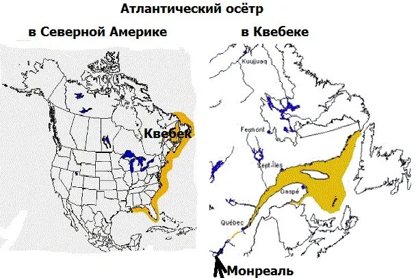 Ареал обитания осетровых рыб в россии. Севрюга ореол обитания. Белуга ареал обитания карта. Ореол обитания осетровых рыб. Ореал обетания осетров.