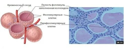 Парафолликулярные клетки щитовидной железы. Парафолликулярные клетки щитовидной железы препарат. Парафолликулярные клетки (кальцитониноциты) щитовидной железы:. Строение фолликула щитовидной железы. Фолликул тироцита