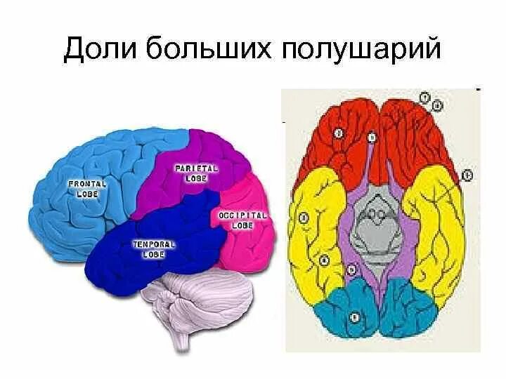 В каждом полушарии долей. Доли больших полушарий. Доли большихьполушарий. Доли полушарий больших полушарий. Доли коры больших полушарий.