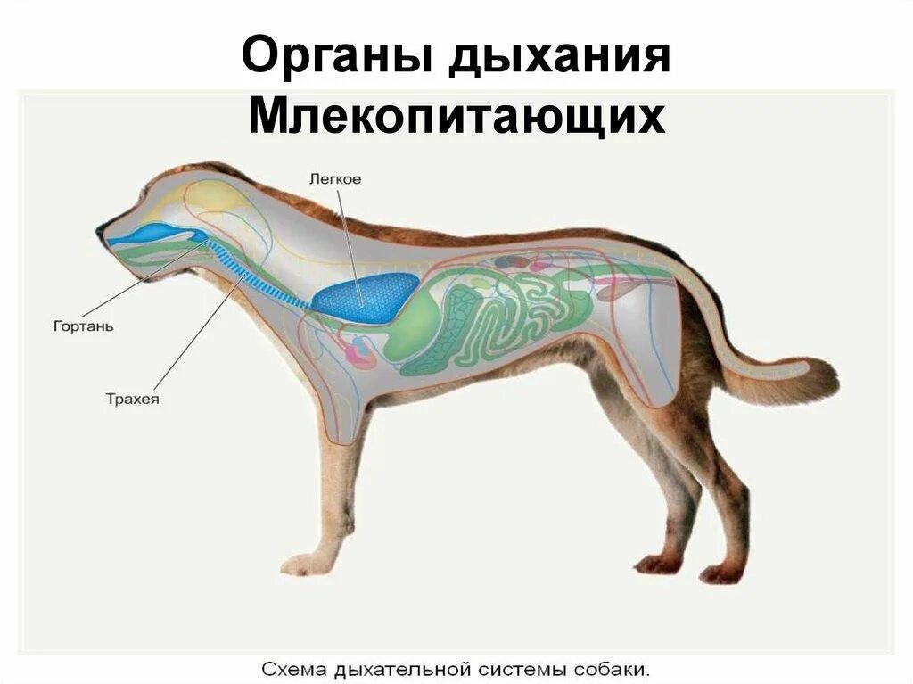 Общее строение организма животного это. Система органов дыхания млекопитающих. Строение дыхательной системы млекопитающих. Схема строения дыхательной системы млекопитающих. Дыхательная система млекопитающих 7 класс.