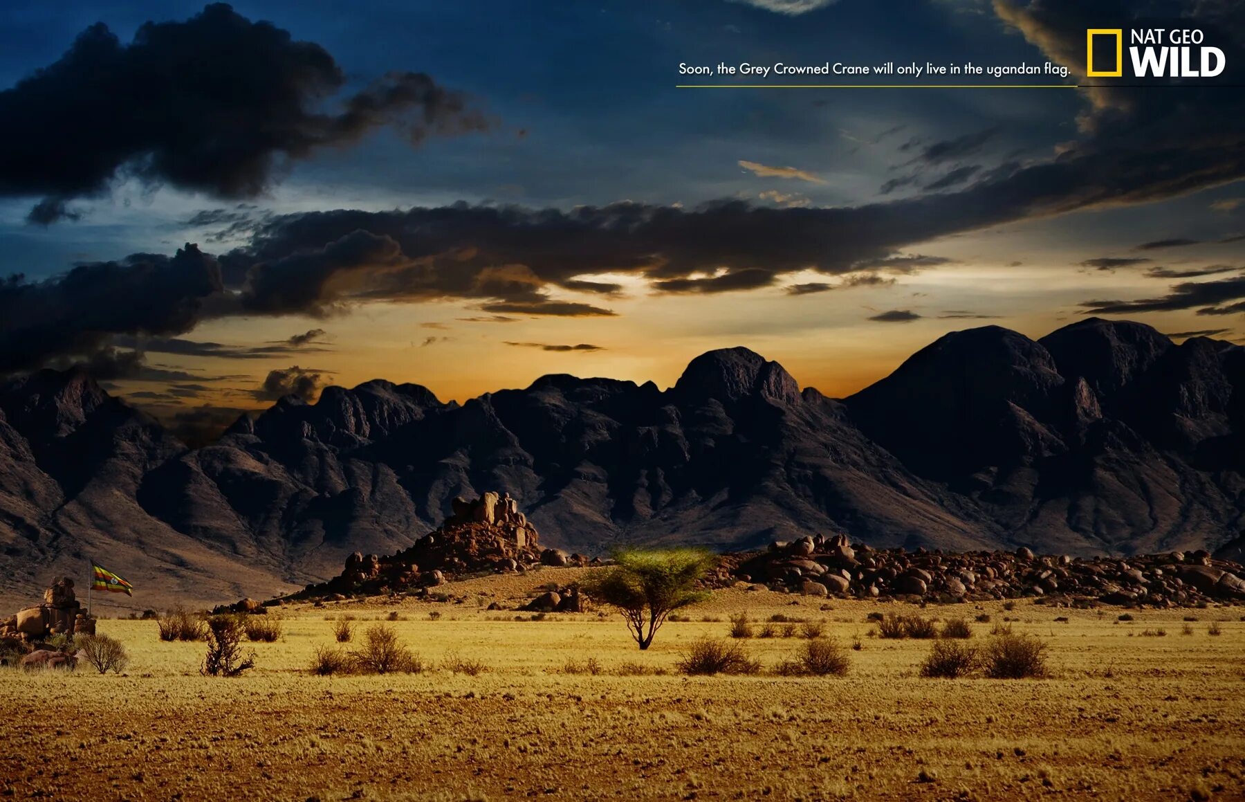 Тв national geographic. Зелёная черепаха. National geographic channel телеканал. Логотип телеканала national geographic. Канал national geographic.