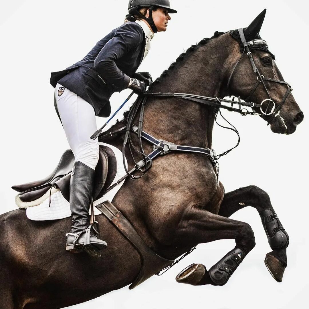 Всадник конкур. Лошадь прыгает. Конный спорт. Конкур всадник. Экипировка всадника конный спорт.