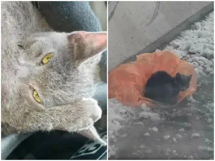 Спасли котенка