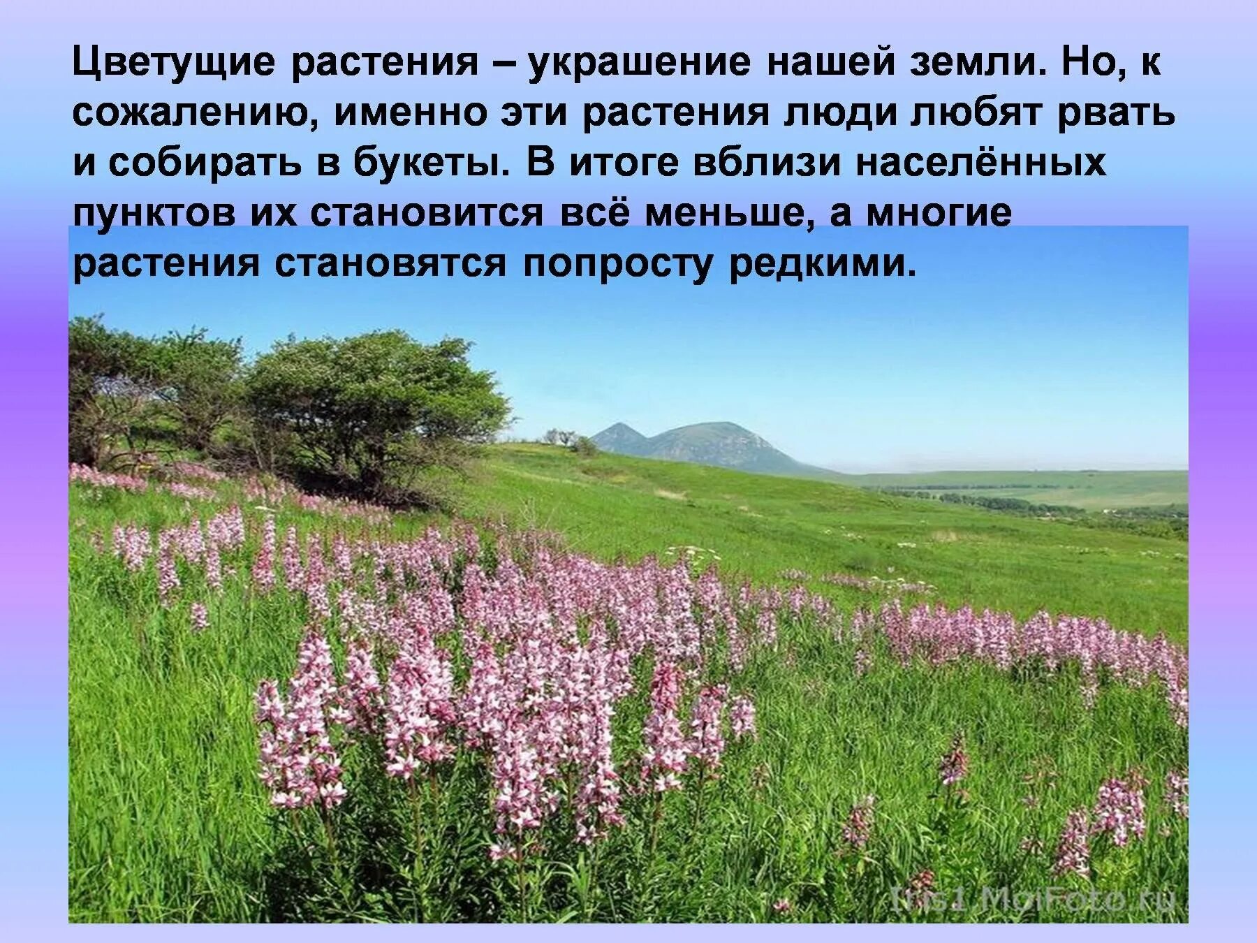 Красота родного края рассказ. Рассказ о красоте растений. Рассказ о красоте растений родного края. Маленький рассказ о красоте растений. Рассказ о красоте цветов.