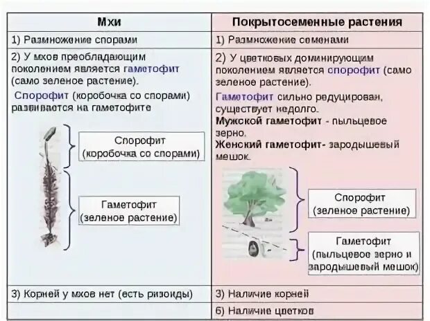 Какой спорофит у водорослей. Гаметофит и спорофит. Спорофит и гаметофит у растений. Преобладание спорофита и гаметофита. У мхов преобладает гаметофит.