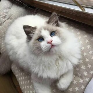Рэгдолл котята