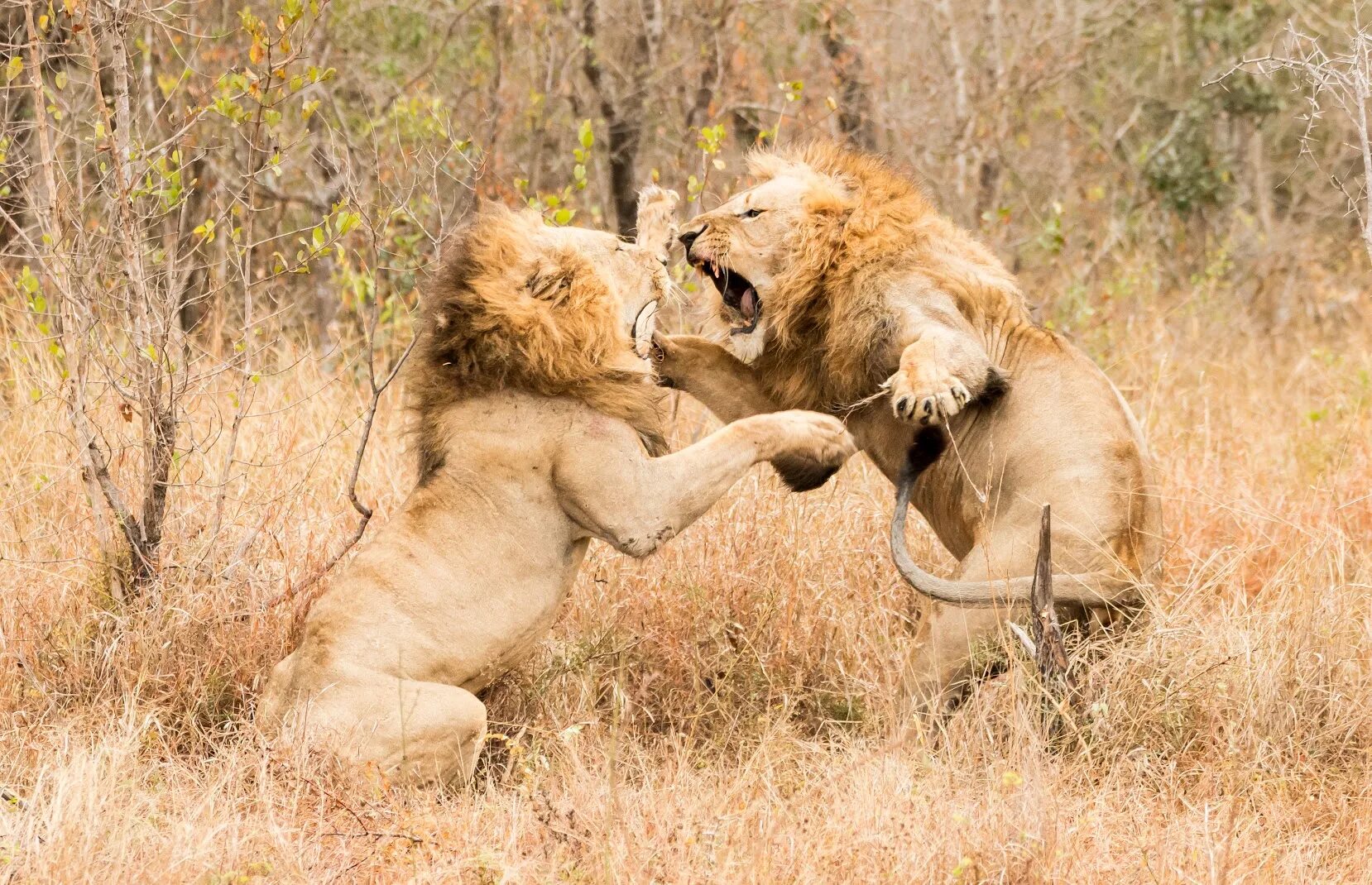 Схватка львов. Борьба Львов за Прайд. Львы битва за самку и Прайд. Львы дерутся. Драка Львов.