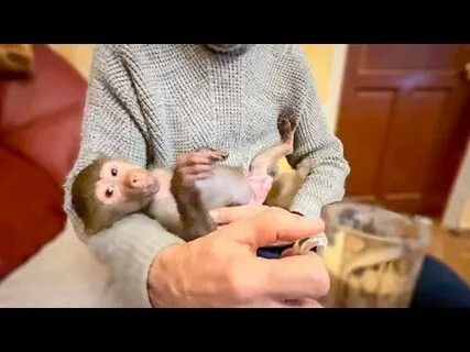 Тайган люська и степка сегодня видео