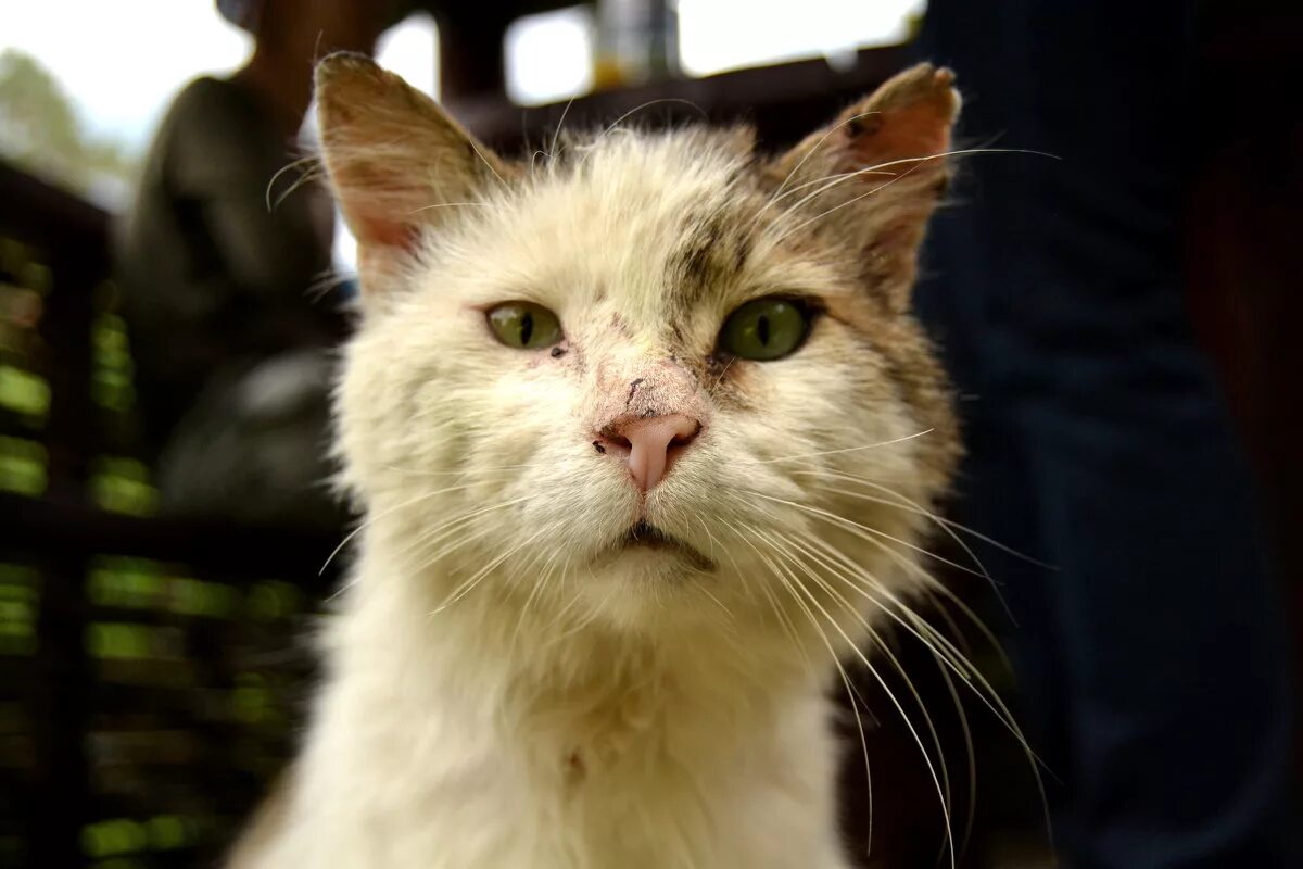 Уродливый кот стих. Стих про кота грустный. Это был уродливый кот. Это был уродливый кот. Уродливый кот стихотворение.