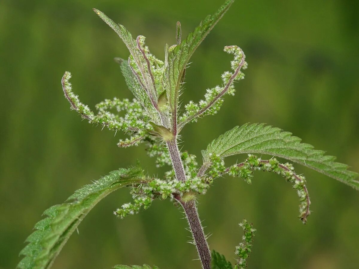 Крапива (Urtica dioica). Стебель крапивы двудомной. Соцветие крапивы. Уртика диоика.